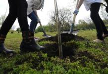 UEFA va planta 600.000 de copaci în cele 12 țări-gazdă ale EURO 2020